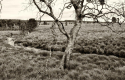 Hohes Venn 4