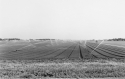 Agrarland Vorderpfalz 28