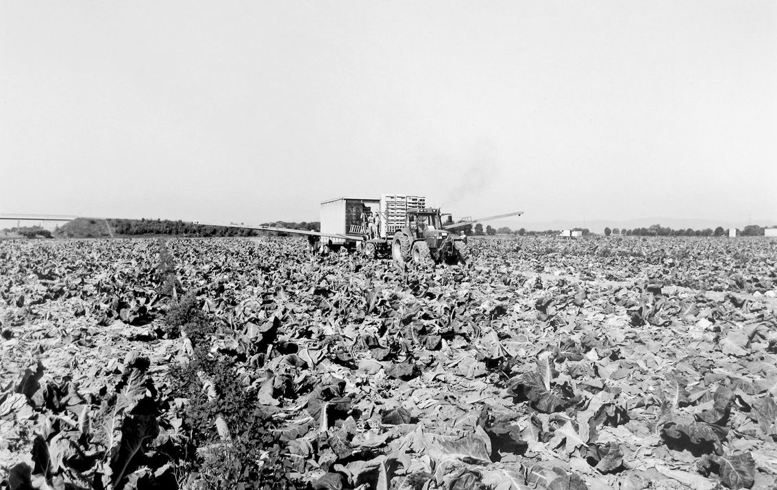 Agrarland Vorderpfalz 40