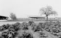 Agrarland Vorderpfalz 32