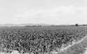Agrarland Vorderpfalz 65