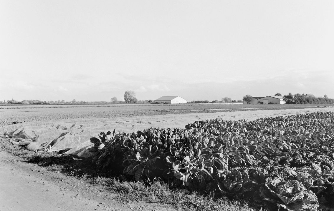 Agrarland Vorderpfalz 98