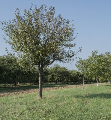 Prés-vergers