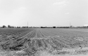 Agrarland Vorderpfalz 81