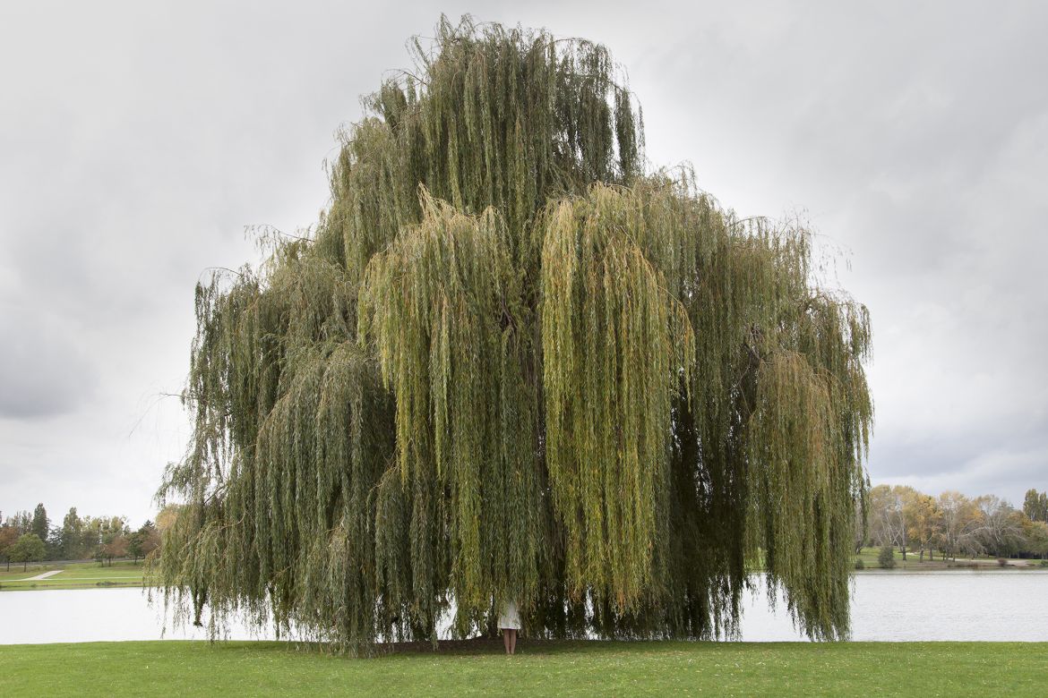 10_Autoportrait_avec_saule_pleureur_Metz_Moselle_2015