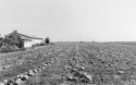 Agrarland Vorderpfalz 86