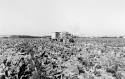 Agrarland Vorderpfalz 40
