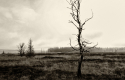 Hohes Venn 18