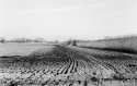 Agrarland Vorderpfalz 114