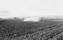 Agrarland Vorderpfalz 116