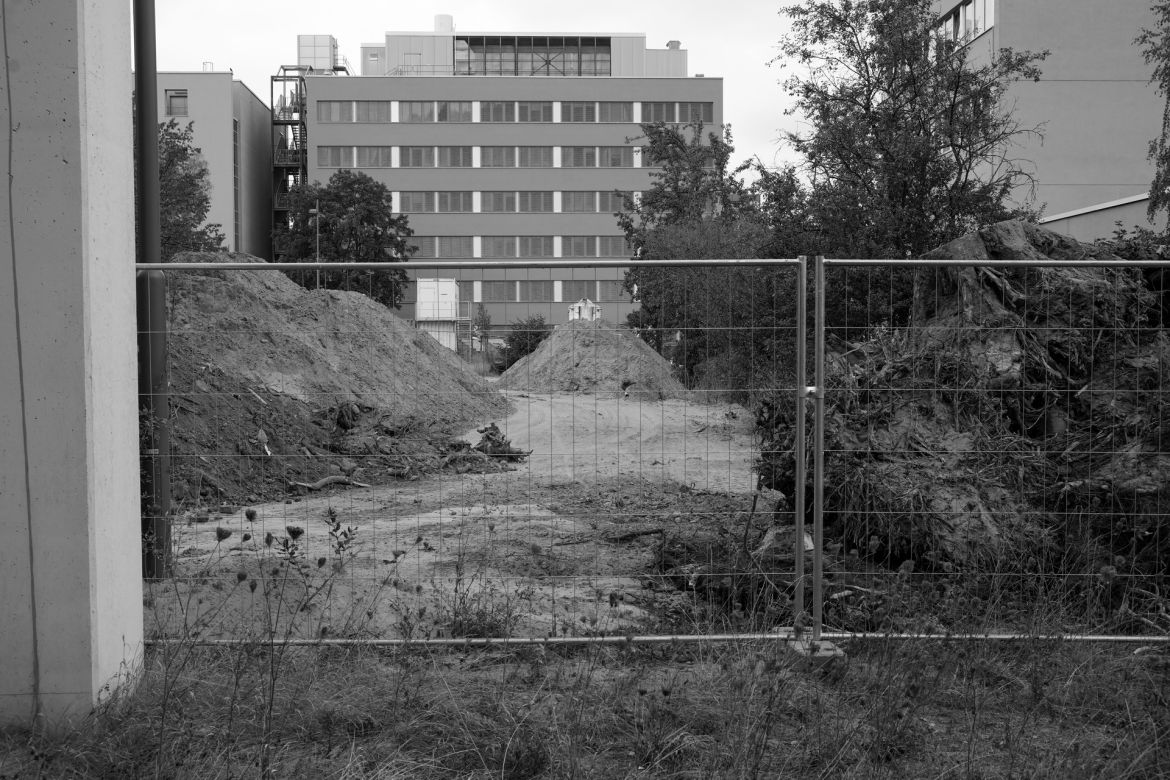 lichtung-33