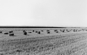 Agrarland Vorderpfalz 84