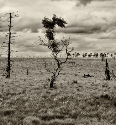 Hautes Fagnes